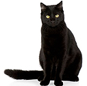 katt.jpg