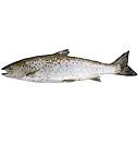 fisk.jpg
